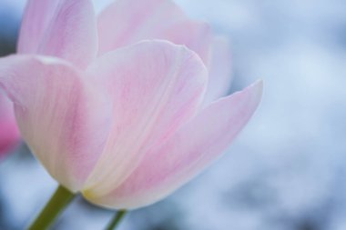 Lale erken Bahar kar