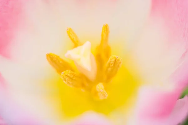 Tulipany na śniegu wczesną wiosną — Zdjęcie stockowe