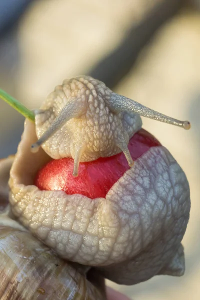 Gros escargot mangeant des cerises en soirée d'été — Photo