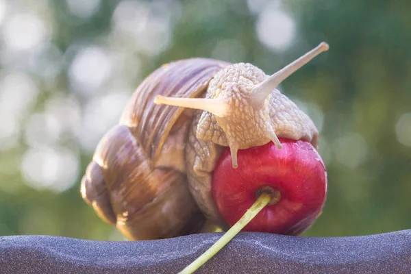 Gros escargot mangeant des cerises en soirée d'été — Photo