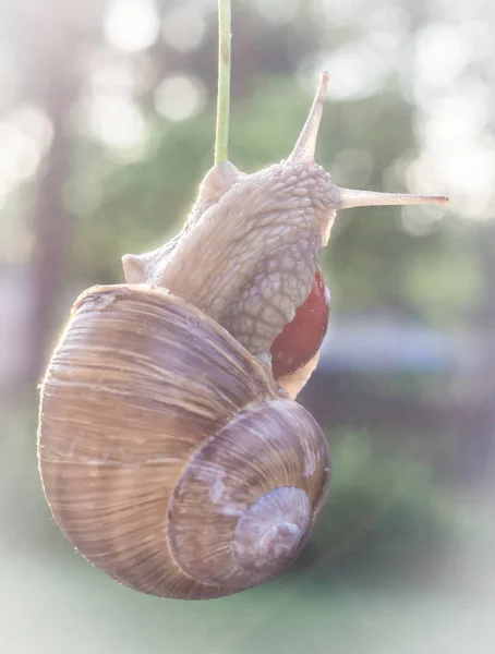 Gros escargot mangeant des cerises en soirée d'été — Photo