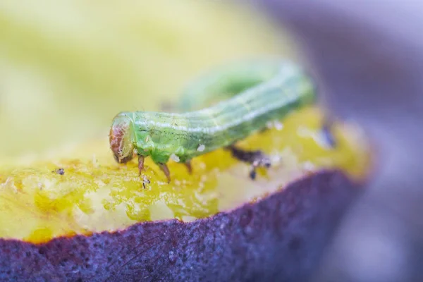 Piccolo bruco verde che mangia la prugna nella foresta — Foto Stock