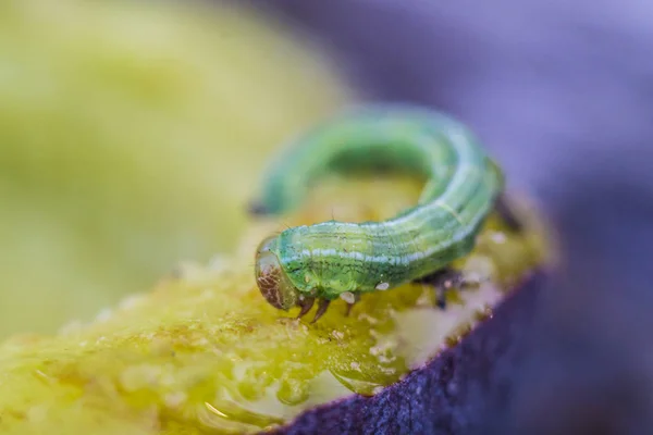 Piccolo bruco verde che mangia la prugna nella foresta — Foto Stock