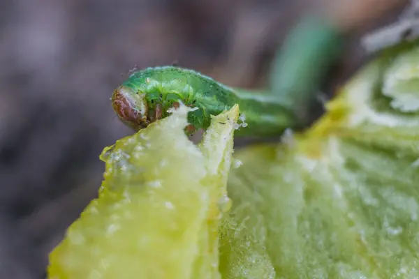 Piccolo bruco verde che mangia la prugna nella foresta — Foto Stock