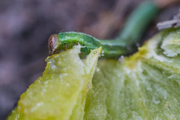 Piccolo bruco verde che mangia la prugna nella foresta — Foto Stock