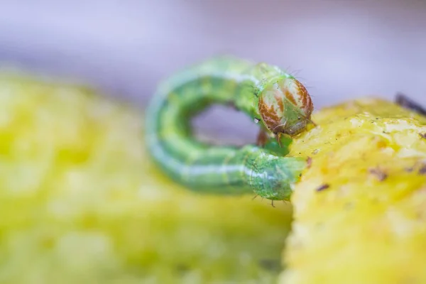 Piccolo bruco verde che mangia la prugna nella foresta — Foto Stock