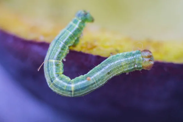 Pequena lagarta verde comendo a ameixa na floresta — Fotografia de Stock