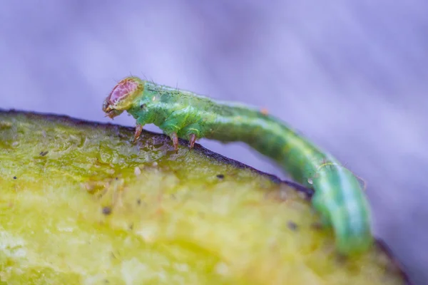 Pequeña oruga verde comiendo la ciruela en el bosque — Foto de Stock