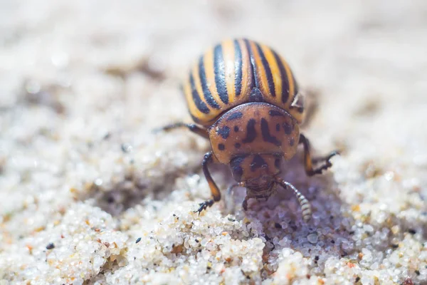 Coléoptère du Colorado sur la côte de la mer en été — Photo