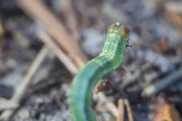 Pequena lagarta verde na floresta — Fotografia de Stock