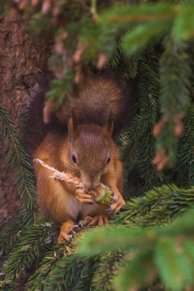 Χαριτωμένος σκίουρος που κάθεται σ 'ένα πεύκο και τρώει ένα χωνάκι. — Φωτογραφία Αρχείου