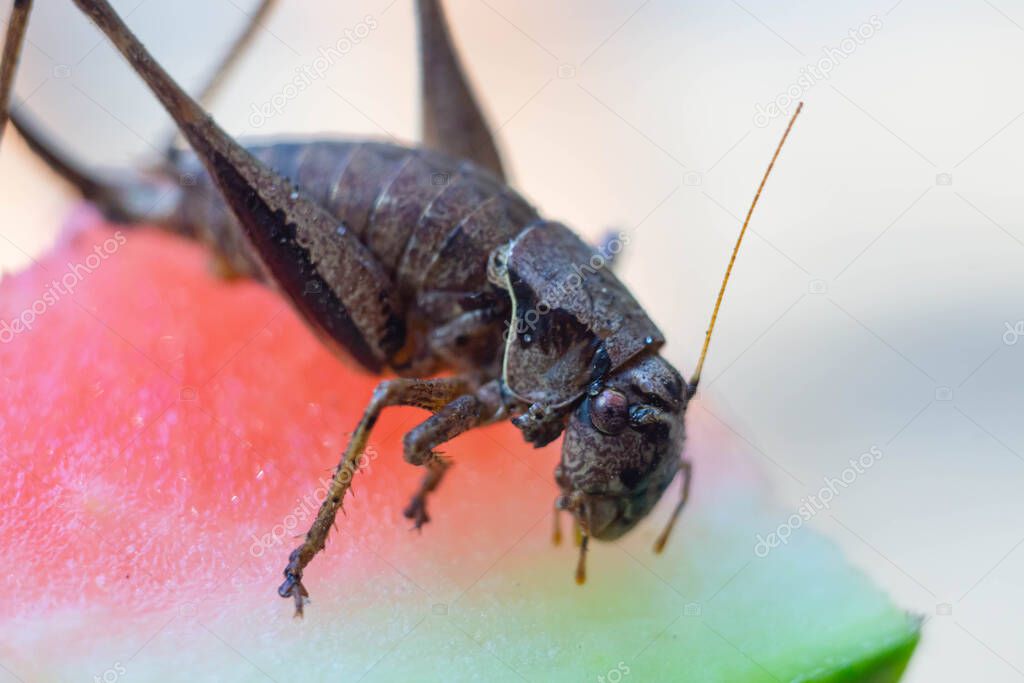 Macro photo shoot of a big cricket met in wild european nature