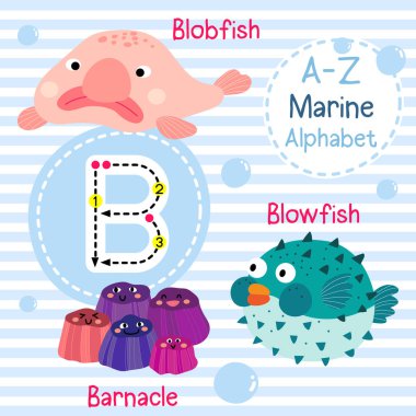 B harfi izleme. Blowfish. Balon balığı. Barnacle. Sevimli çocuklar deniz deniz alfabesi flashcard. Komik çizgi film hayvanı. Çocuklar abc eğitim. İngilizce kelime öğrenme. Vektör çizimi.