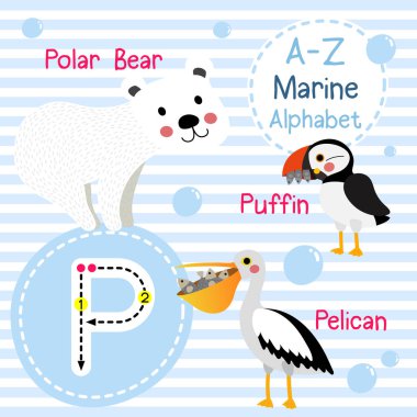 P harfi izleme. Kutup Ayısı. Pelican. Puffin, ne zaman? Sevimli çocuklar deniz deniz alfabesi flashcard. Komik çizgi film hayvanı. Çocuklar abc eğitim. İngilizce kelime öğrenme. Vektör çizimi.