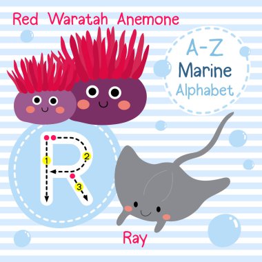 R harfi izleme. Kırmızı Waratah Anemone. Ray. Sevimli çocuklar deniz deniz alfabesi flashcard. Komik çizgi film hayvanı. Çocuklar abc eğitim. İngilizce kelime öğrenme. Vektör çizimi.