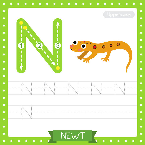 Letter N uppercase cute children colorful zoo and animals ABC alphabet tracing practice worksheet of Eastern Red-spotted Newt for kids learning English vocabulary and handwriting vector illustration.