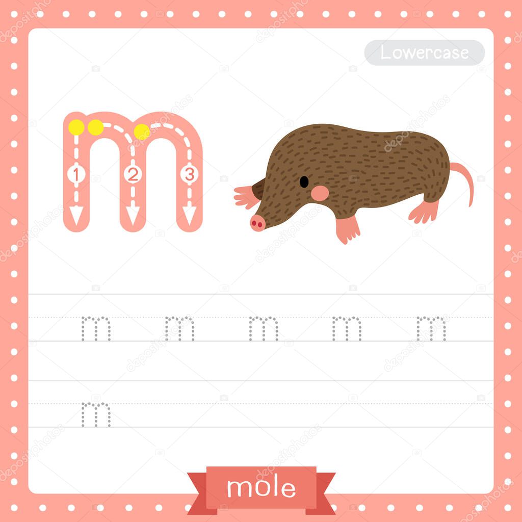 Letter M lowercase cute children colorful zoo and animals ABC alphabet tracing practice worksheet of Mole for kids learning English vocabulary and handwriting vector illustration.