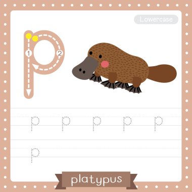 P harfi küçük çocuklar için renkli hayvanat bahçesi ve ABC alfabesindeki hayvanlar için Platypus uygulaması İngilizce kelime dağarcığı ve el yazısı vektör çizimi öğrenen çocuklar için..