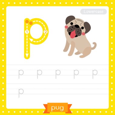 P harfi küçük çocuklar için renkli hayvanat bahçesi ve ABC alfabesindeki hayvanlar için Pug köpeğinin İngilizce kelime dağarcığı ve el yazısı çizimi öğrenen çocuklar için çalışma tablosu..