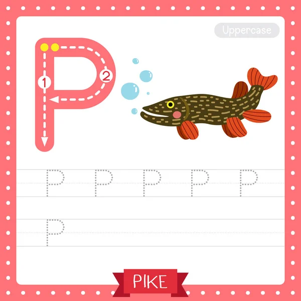 手紙P大文字かわいい子供カラフルな動物園や動物Abcアルファベット追跡練習ワークシート英語の語彙や手書きベクトルイラストを学ぶ子供のためのパイク魚の — ストックベクタ