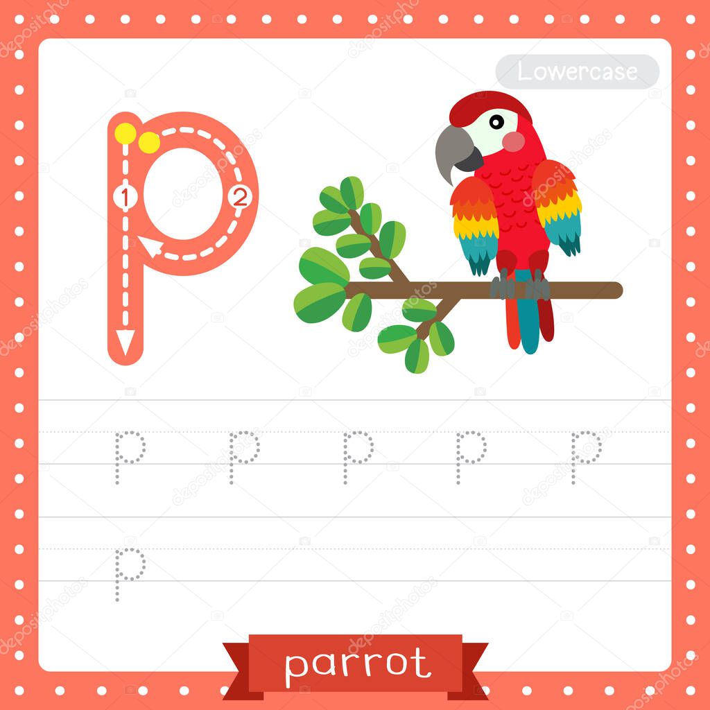 Letter P lowercase cute children colorful zoo and animals ABC alphabet tracing practice worksheet of Red Parrot bird for kids learning English vocabulary and handwriting vector illustration.