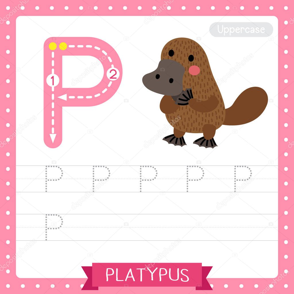 Letter P uppercase cute children colorful zoo and animals ABC alphabet tracing practice worksheet of Standing Platypus for kids learning English vocabulary and handwriting vector illustration.