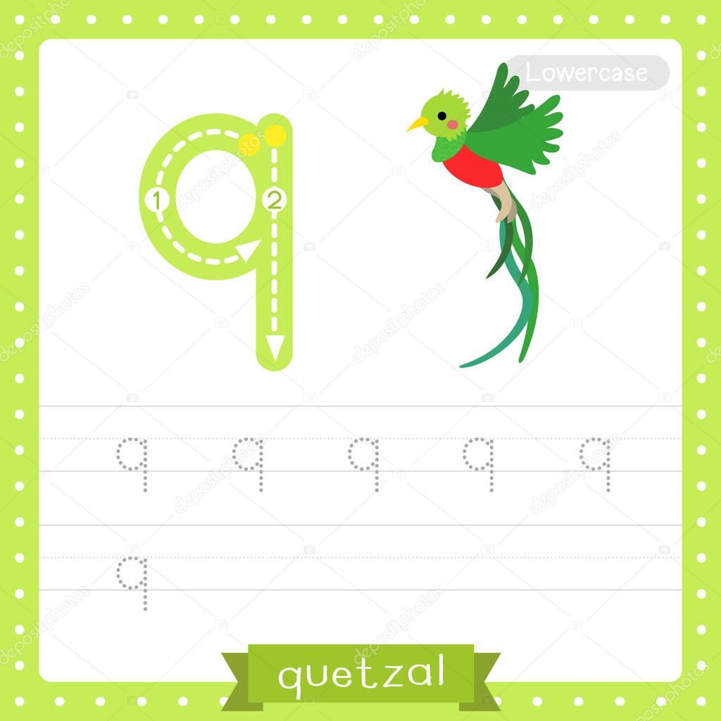 Letter Q lowercase cute children colorful zoo and animals ABC alphabet tracing practice worksheet of Flying Quetzal bird for kids learning English vocabulary and handwriting vector illustration.