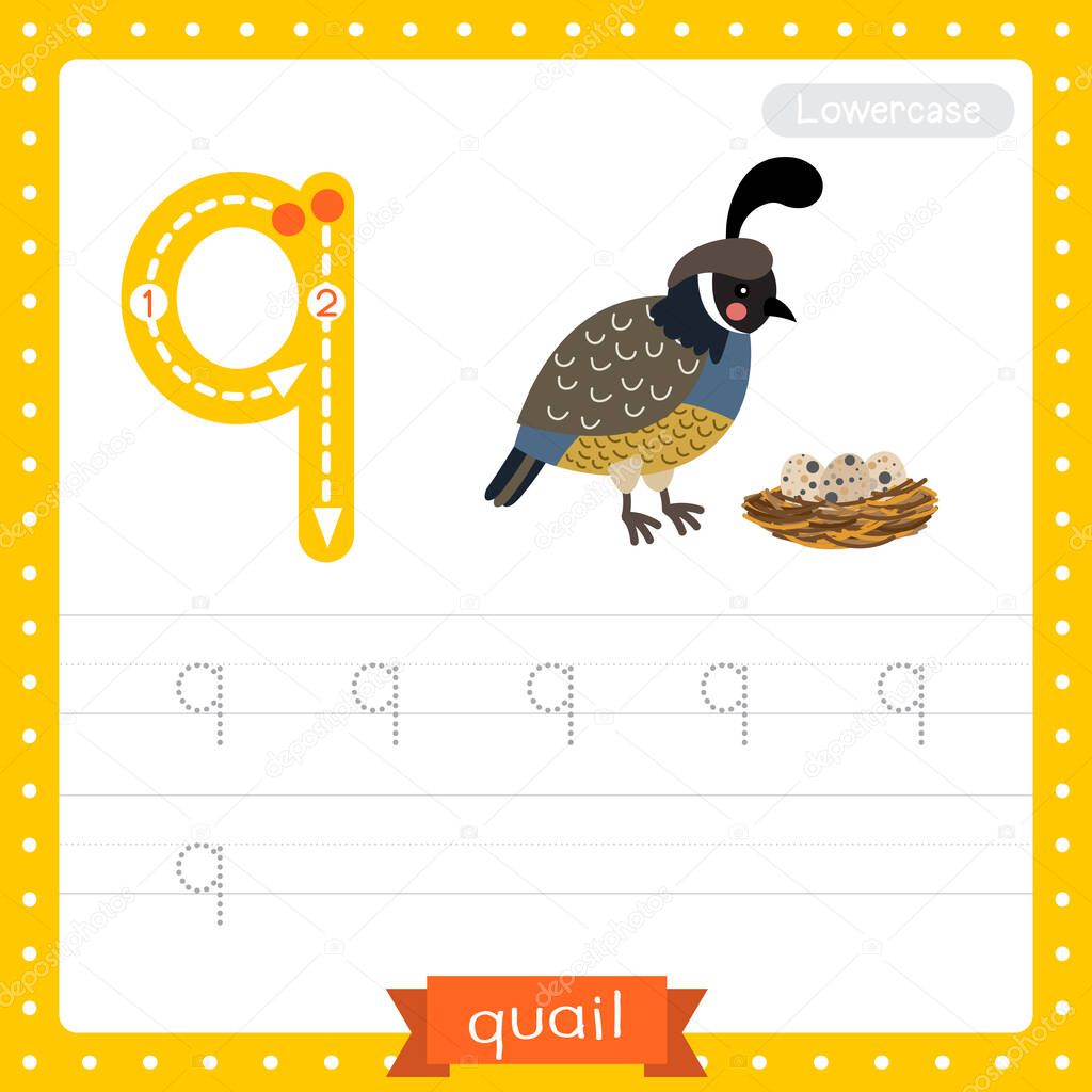 Letter Q lowercase cute children colorful zoo and animals ABC alphabet tracing practice worksheet of Quail bird with eggs for kids learning English vocabulary and handwriting vector illustration.