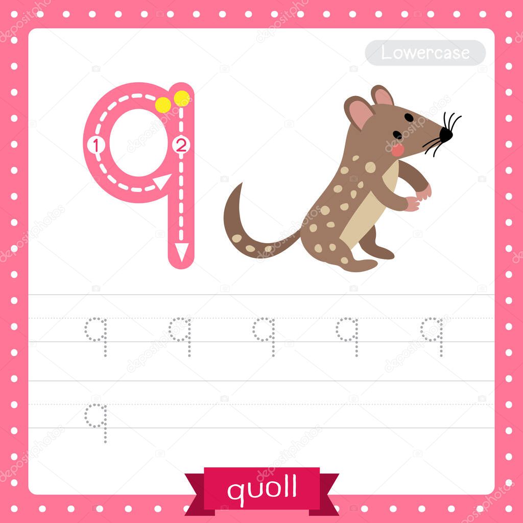 Letter Q lowercase cute children colorful zoo and animals ABC alphabet tracing practice worksheet of Standing Quoll for kids learning English vocabulary and handwriting vector illustration.