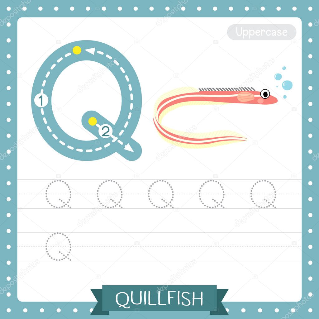 Letter Q uppercase cute children colorful zoo and animals ABC alphabet tracing practice worksheet of Quillfish for kids learning English vocabulary and handwriting vector illustration.