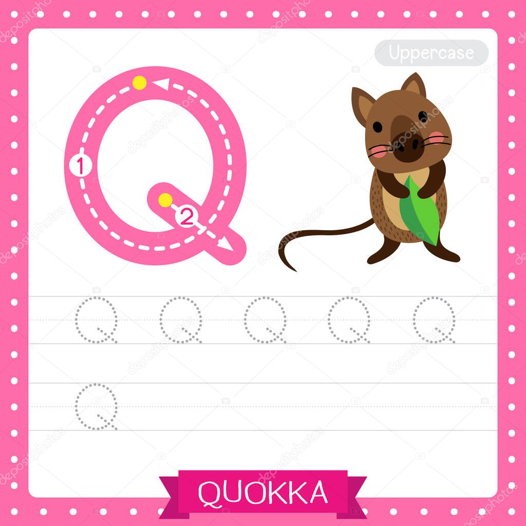 Letter Q uppercase cute children colorful zoo and animals ABC alphabet tracing practice worksheet of Quokka holding leaf for kids learning English vocabulary and handwriting vector illustration.