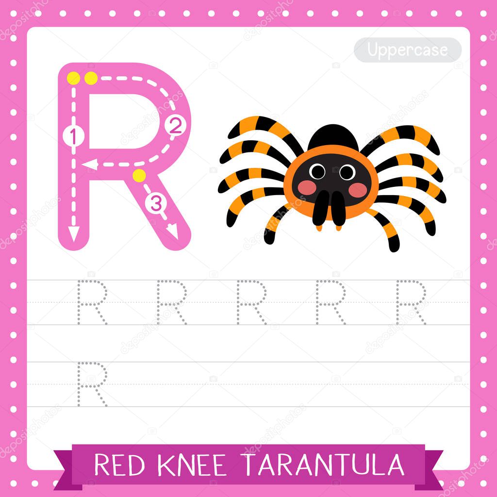 Letter R uppercase cute children colorful zoo and animals ABC alphabet tracing practice worksheet of Red Knee Tarantula for kids learning English vocabulary and handwriting vector illustration.