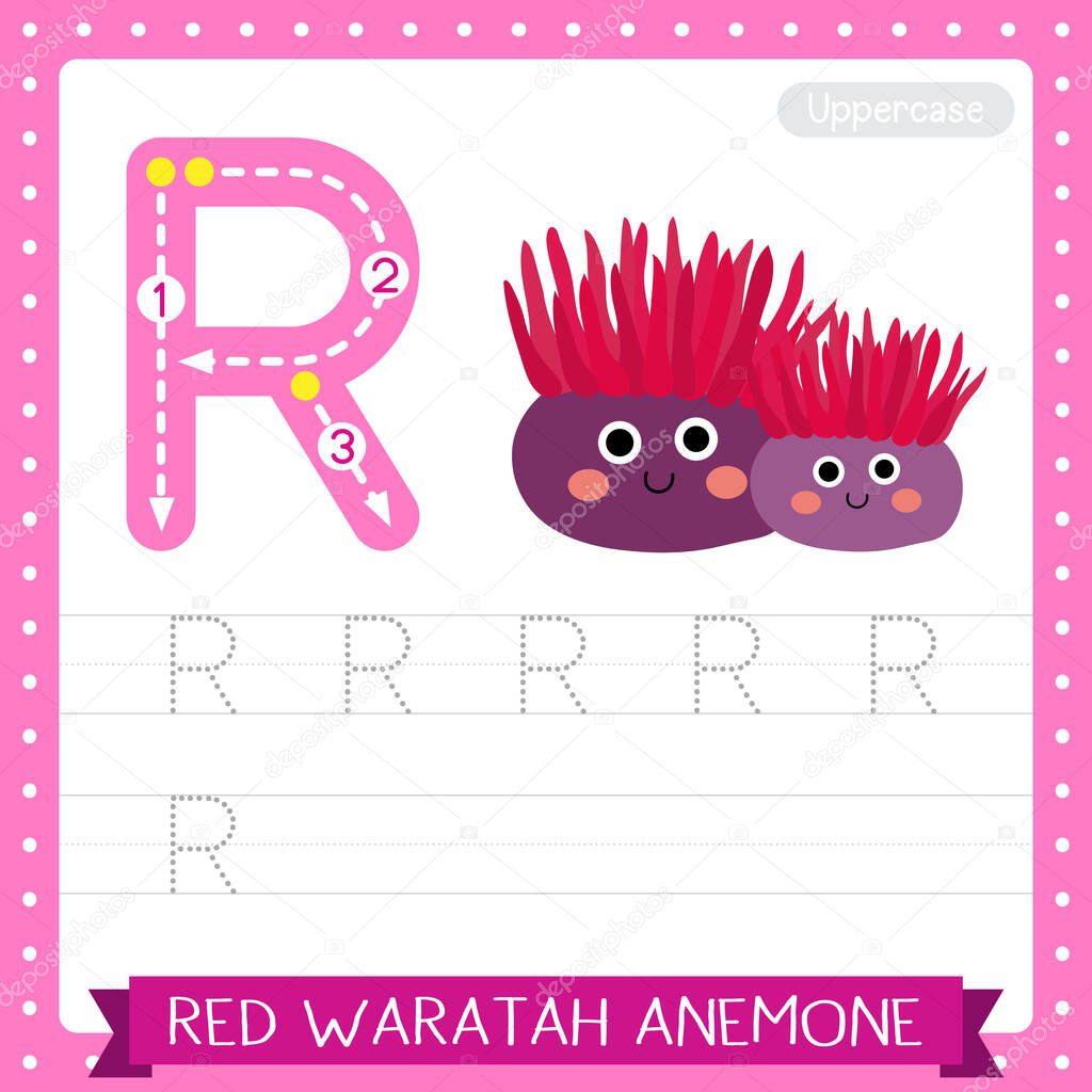 Letter R uppercase cute children colorful zoo and animals ABC alphabet tracing practice worksheet of Red Waratah Anemone for kids learning English vocabulary and handwriting vector illustration.