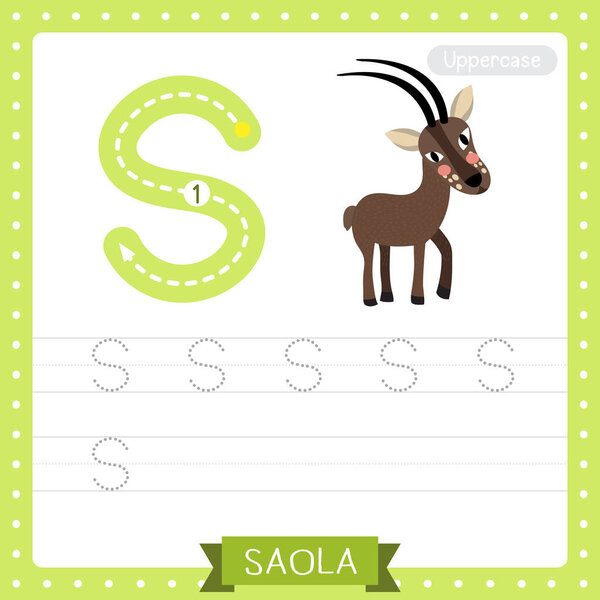 Letter S uppercase cute children colorful zoo and animals ABC alphabet tracing practice worksheet of Saola for kids learning English vocabulary and handwriting vector illustration.