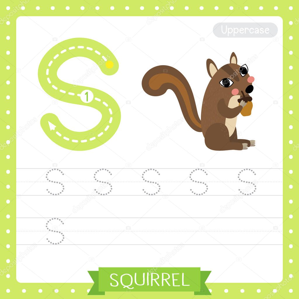 Letter S uppercase cute children colorful zoo and animals ABC alphabet tracing practice worksheet of Squirrel for kids learning English vocabulary and handwriting vector illustration.