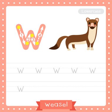 Letter W lowercase cute children colorful zoo and animals ABC alphabet tracing practice worksheet of Weasel for kids learning English vocabulary and handwriting vector illustration. clipart