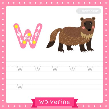 W harfi küçük sevimli çocuklar için renkli hayvanat bahçesi ve ABC alfabesinin Wolverine 'in çalışma çizelgesi. İngilizce kelime bilgisi ve el yazısı vektörü çizimi öğrenen çocuklar için.