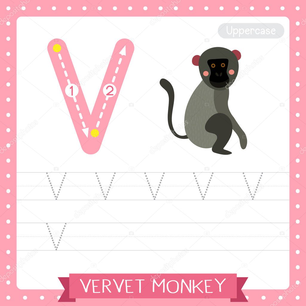 Letter V uppercase cute children colorful zoo and animals ABC alphabet tracing practice worksheet of Vervet Monkey for kids learning English vocabulary and handwriting vector illustration.