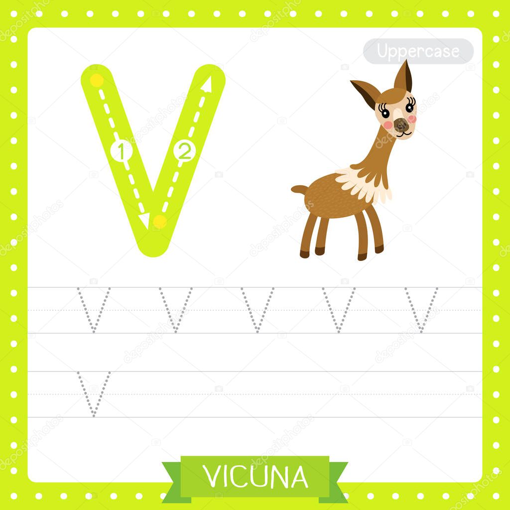 Letter V uppercase cute children colorful zoo and animals ABC alphabet tracing practice worksheet of Vicuna for kids learning English vocabulary and handwriting vector illustration.