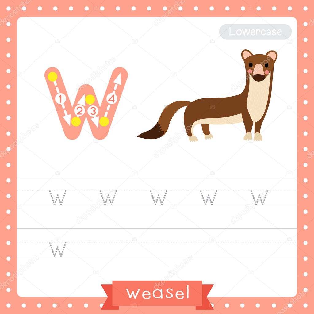 Letter W lowercase cute children colorful zoo and animals ABC alphabet tracing practice worksheet of Weasel for kids learning English vocabulary and handwriting vector illustration.