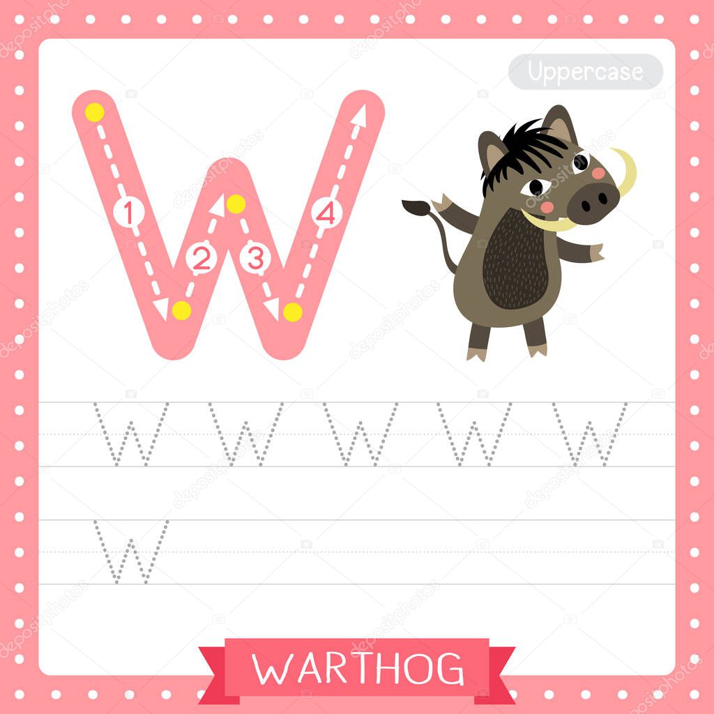 Letter W uppercase cute children colorful zoo and animals ABC alphabet tracing practice worksheet of Warthog for kids learning English vocabulary and handwriting vector illustration.