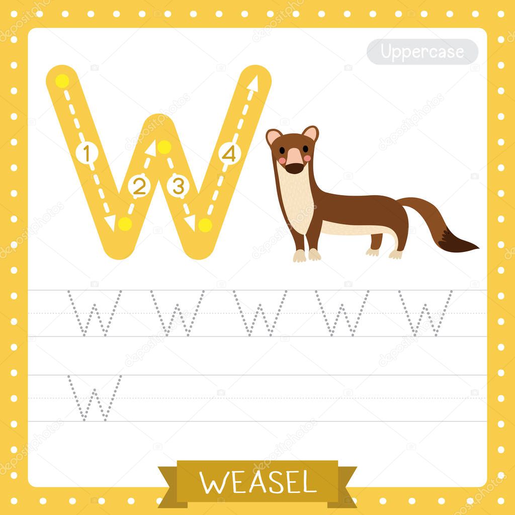 Letter W uppercase cute children colorful zoo and animals ABC alphabet tracing practice worksheet of Weasel for kids learning English vocabulary and handwriting vector illustration.
