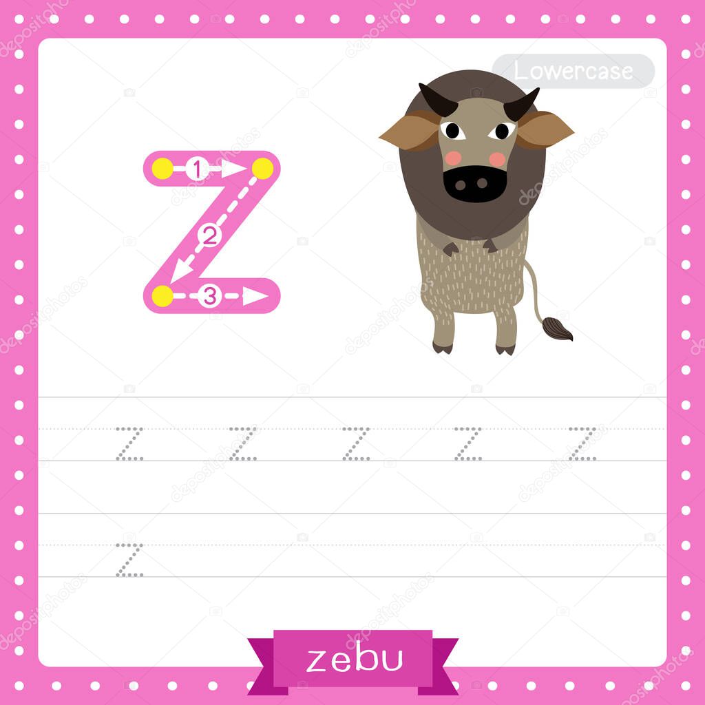 Letter Z lowercase cute children colorful zoo and animals ABC alphabet tracing practice worksheet of Zebu for kids learning English vocabulary and handwriting vector illustration.