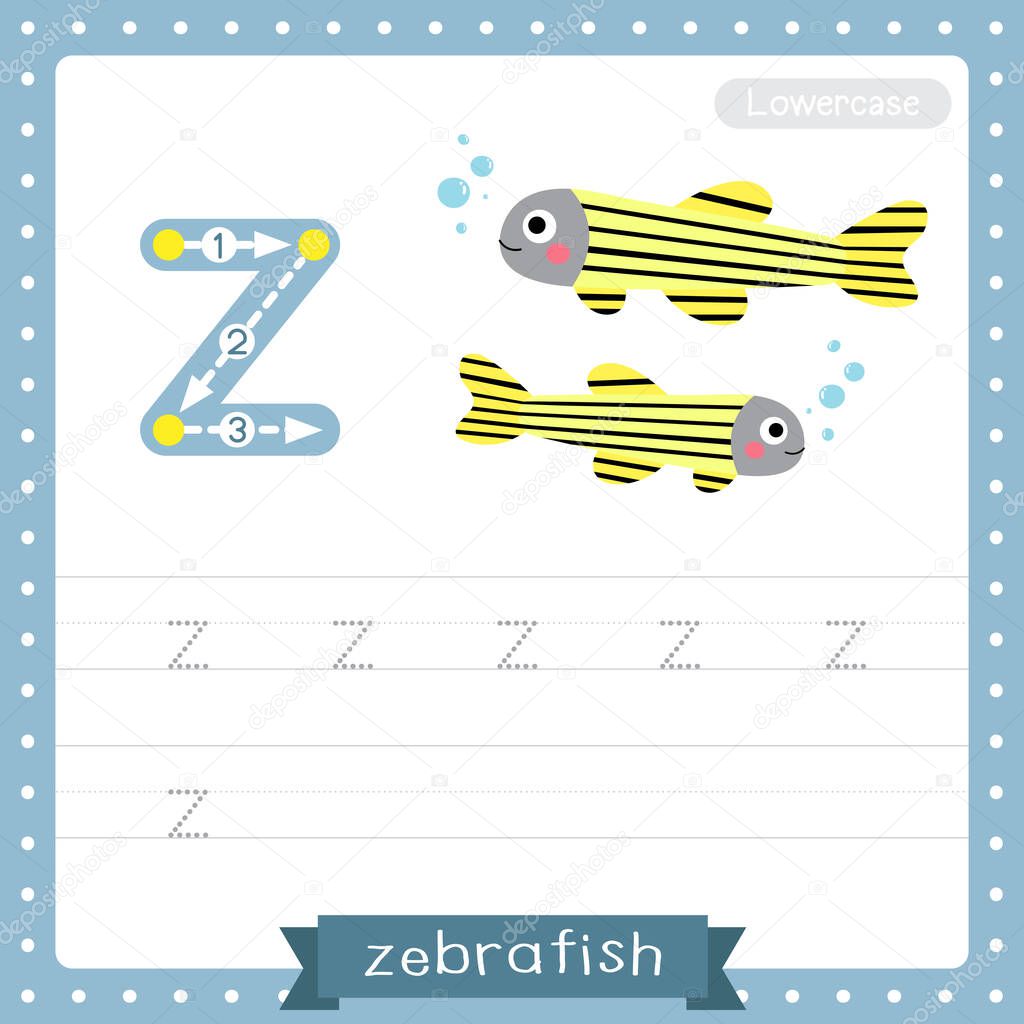 Letter Z lowercase cute children colorful zoo and animals ABC alphabet tracing practice worksheet of Zebrafish for kids learning English vocabulary and handwriting vector illustration.