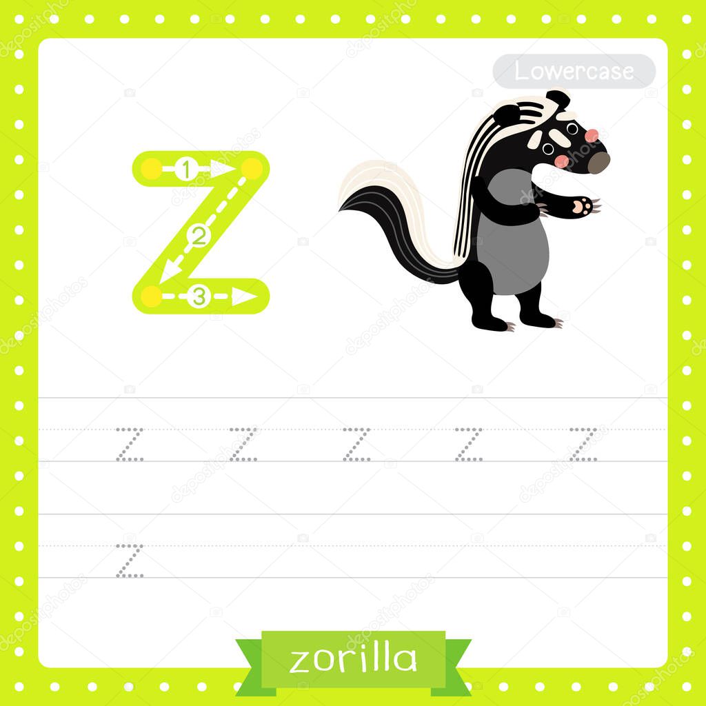Letter Z lowercase cute children colorful zoo and animals ABC alphabet tracing practice worksheet of Zorilla for kids learning English vocabulary and handwriting vector illustration.