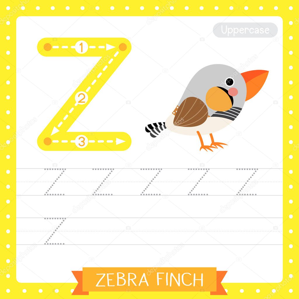 Letter Z uppercase cute children colorful zoo and animals ABC alphabet tracing practice worksheet of Zebra Finch bird for kids learning English vocabulary and handwriting vector illustration.