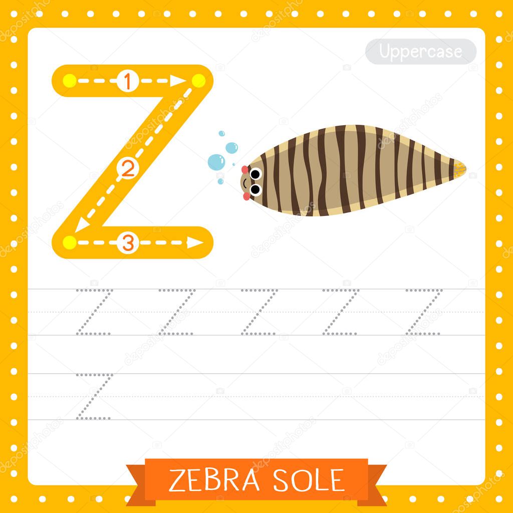 Letter Z uppercase cute children colorful zoo and animals ABC alphabet tracing practice worksheet of Zebra Sole for kids learning English vocabulary and handwriting vector illustration.