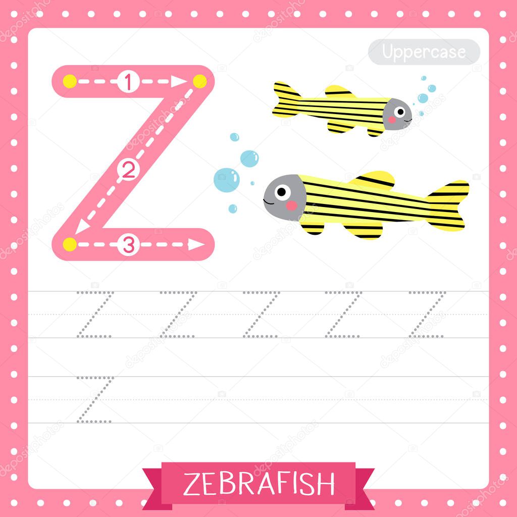 Letter Z uppercase cute children colorful zoo and animals ABC alphabet tracing practice worksheet of Zebrafish for kids learning English vocabulary and handwriting vector illustration.