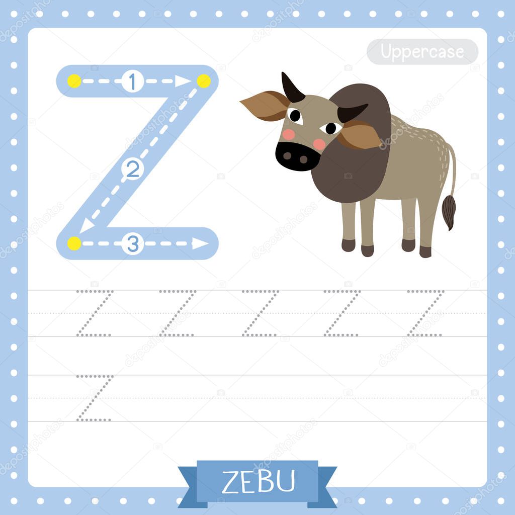 Letter Z uppercase cute children colorful zoo and animals ABC alphabet tracing practice worksheet of Zebu for kids learning English vocabulary and handwriting vector illustration.