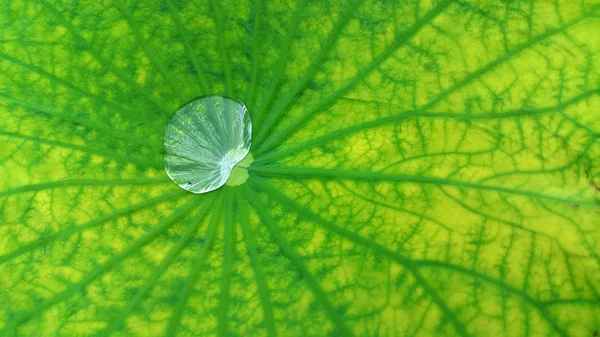 Gotas Água Uma Folha Verde Lótus — Fotografia de Stock
